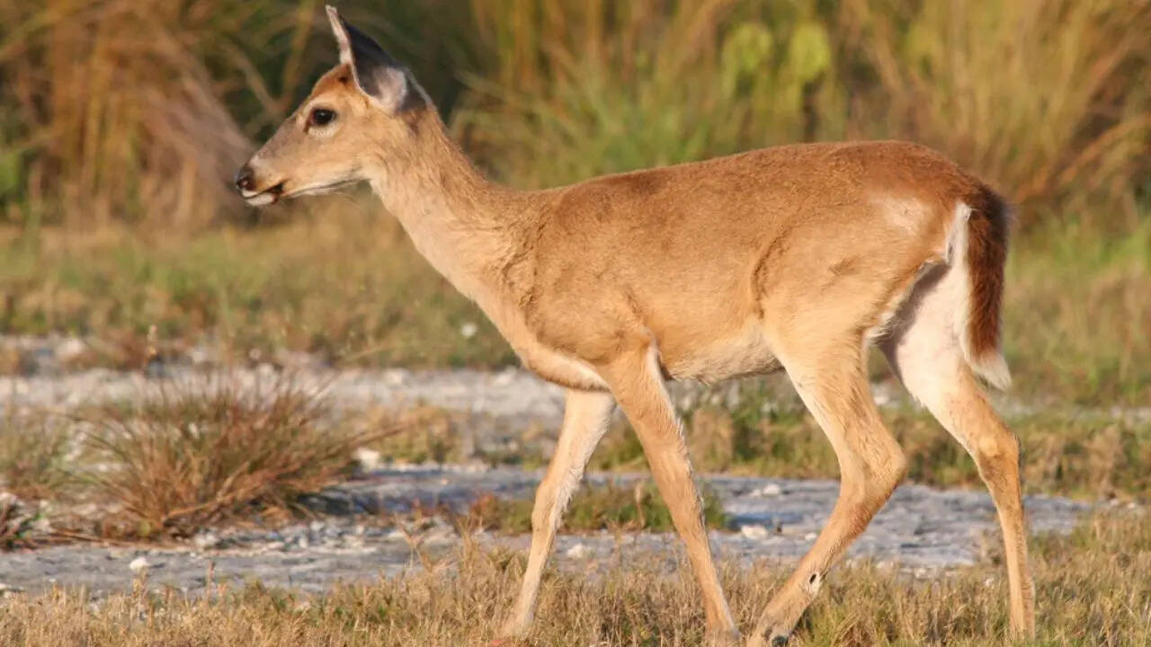 5. Key deer