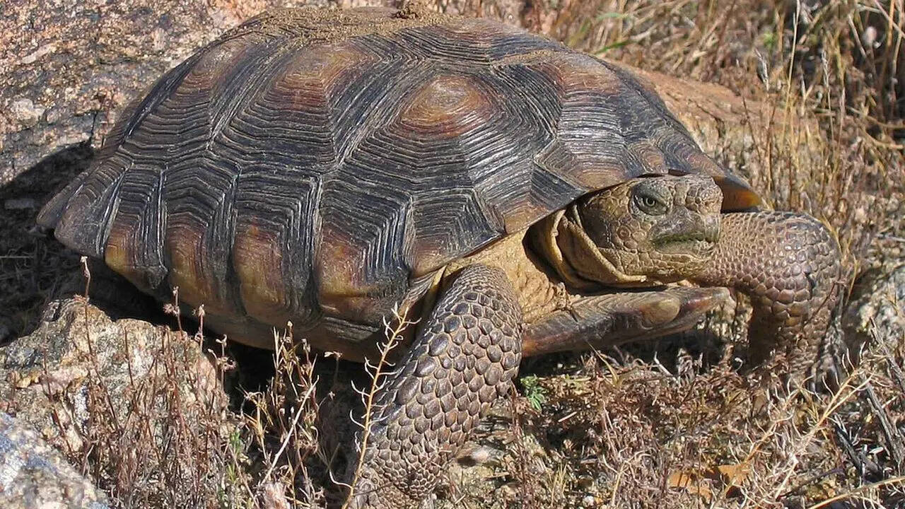 6. Desert tortoise