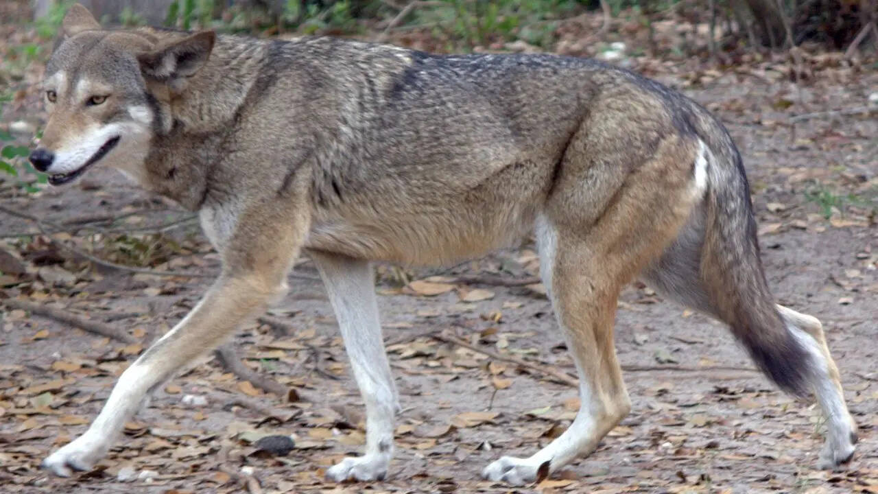 7. Red wolf