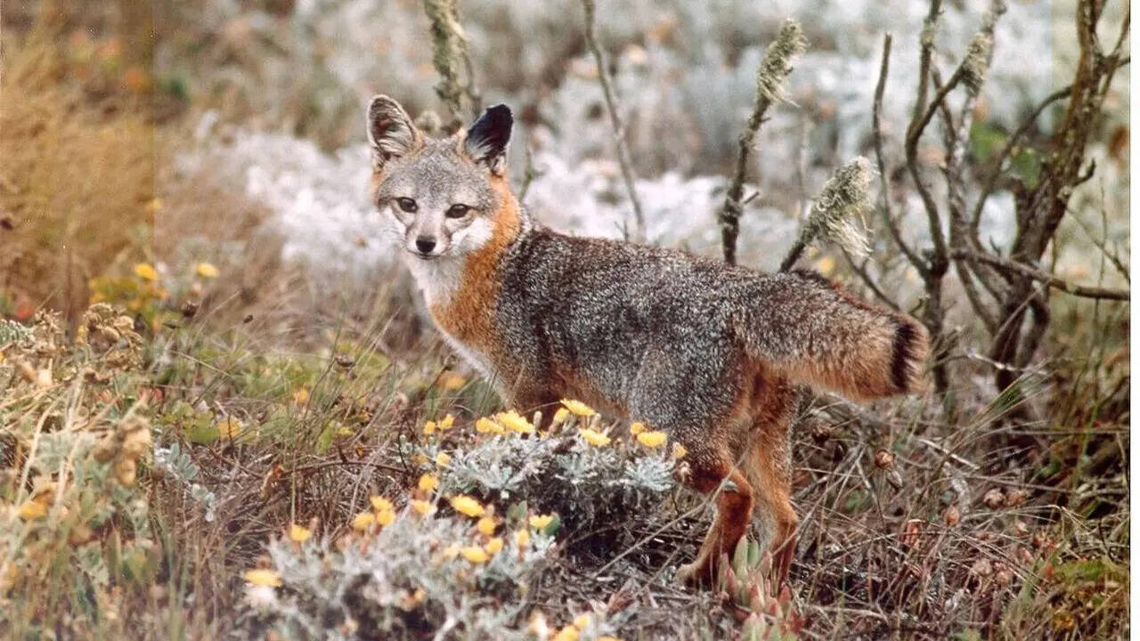 8. Island fox