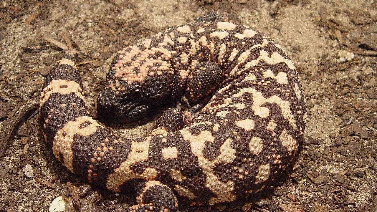 9. Gila monster