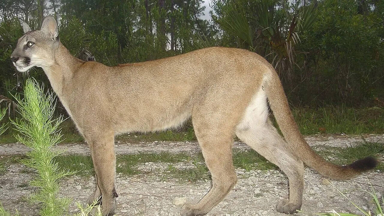 10. Florida panther