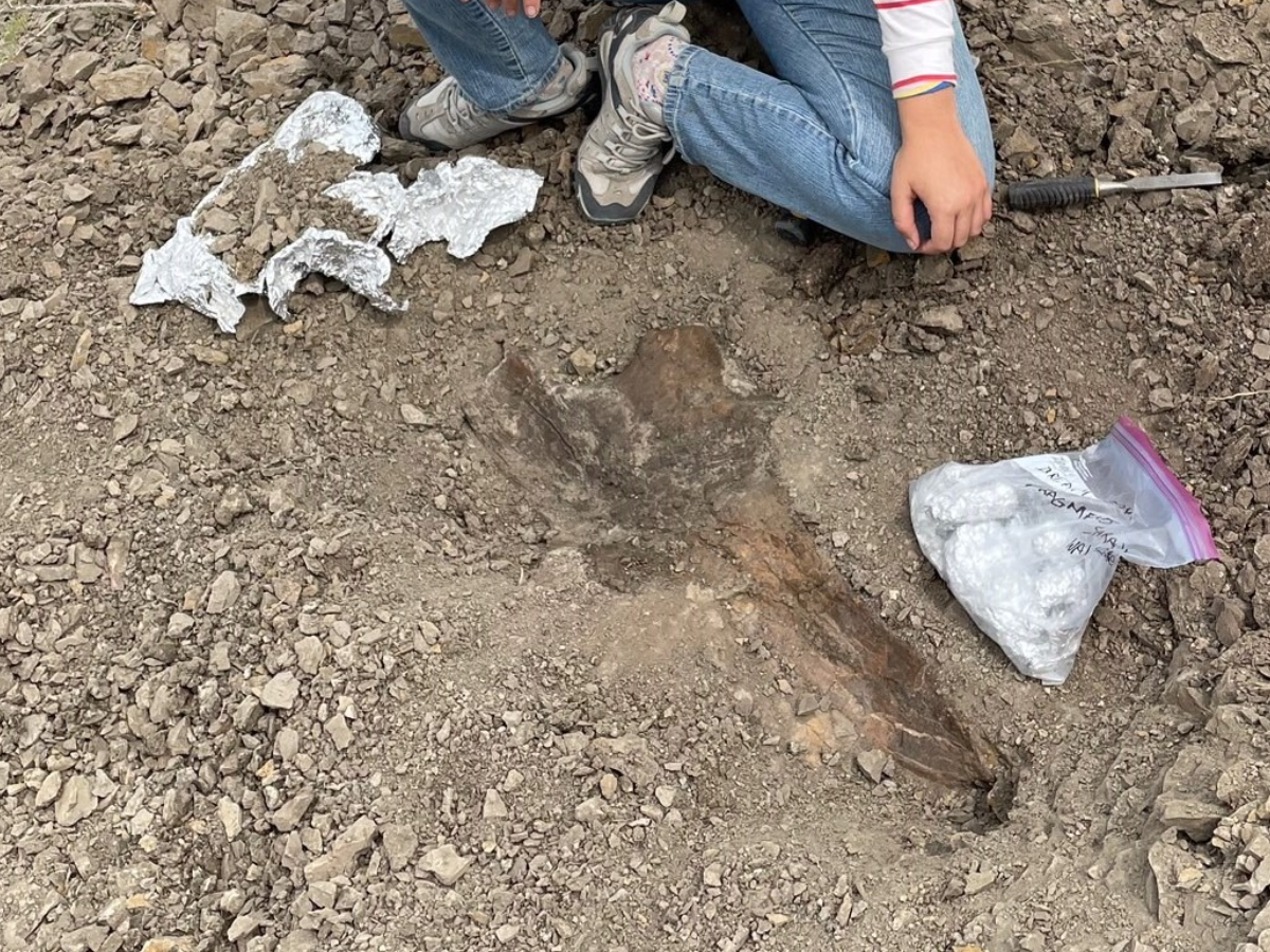 Image of Sarah Wallace's discovery Chapman University