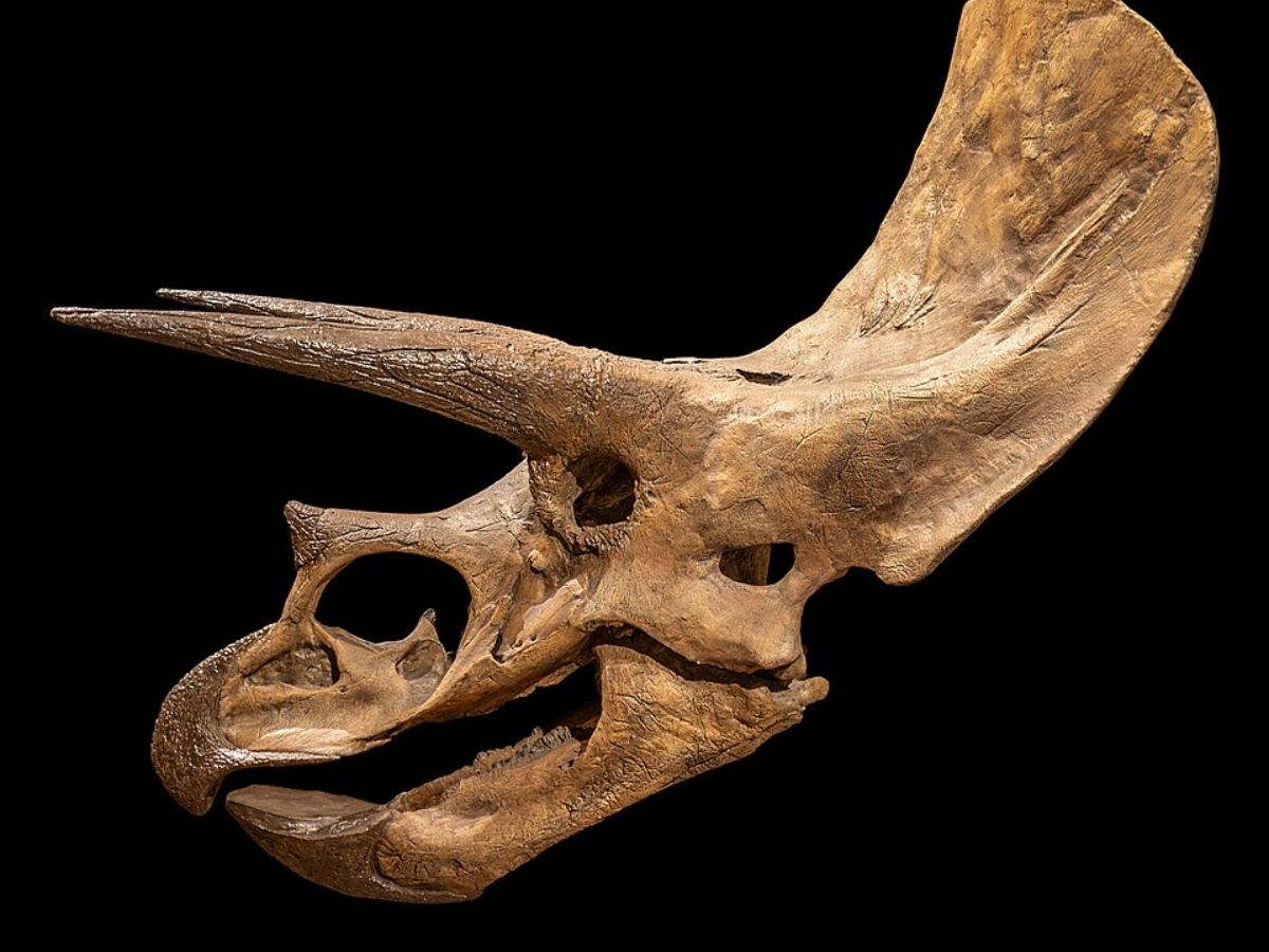 Image of Triceratops skull