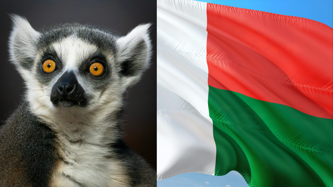 Hidden wildlife in Madagascar revealed through new biodiversity survey methods: Biologists are amazed