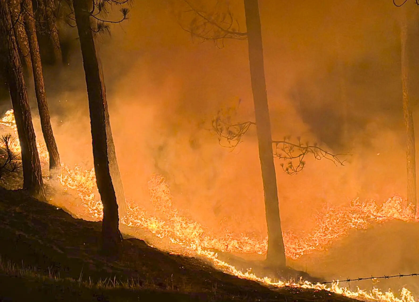 Forest Fire