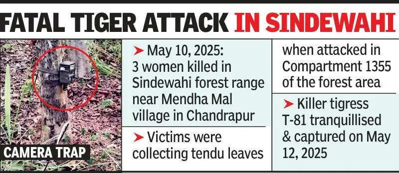 Deadly tiger attacks in Maharashtra