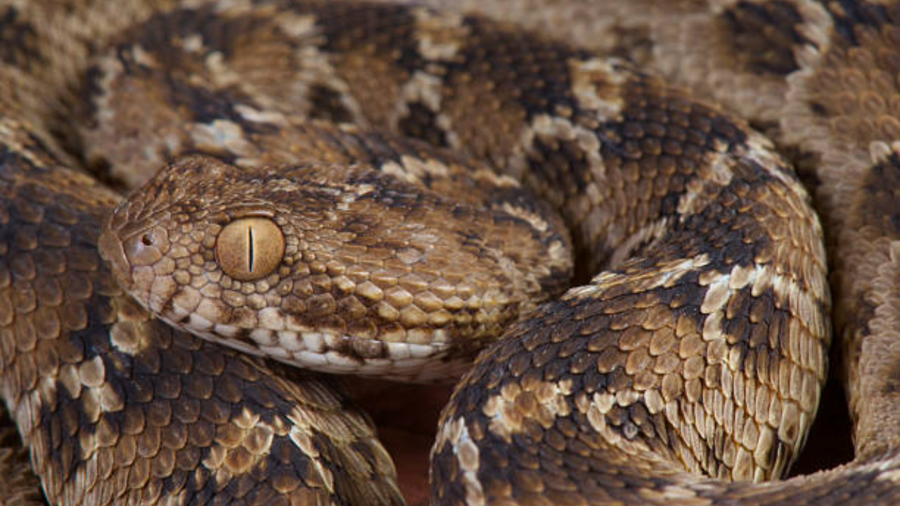 This tiny snake can kill faster than you think