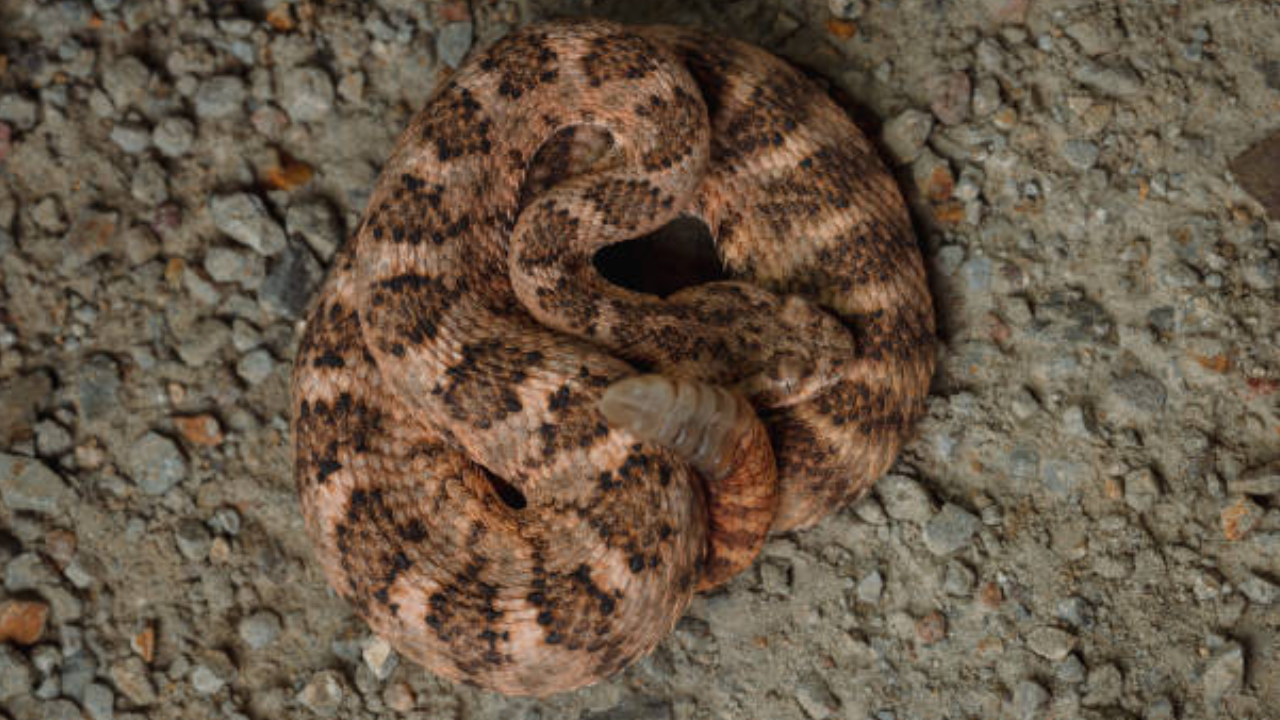This tiny snake can kill faster than you think