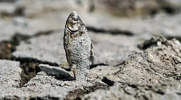 Apocalypse now? Charred fish stuck on a Delhi lakebed which dried up in May’s heat