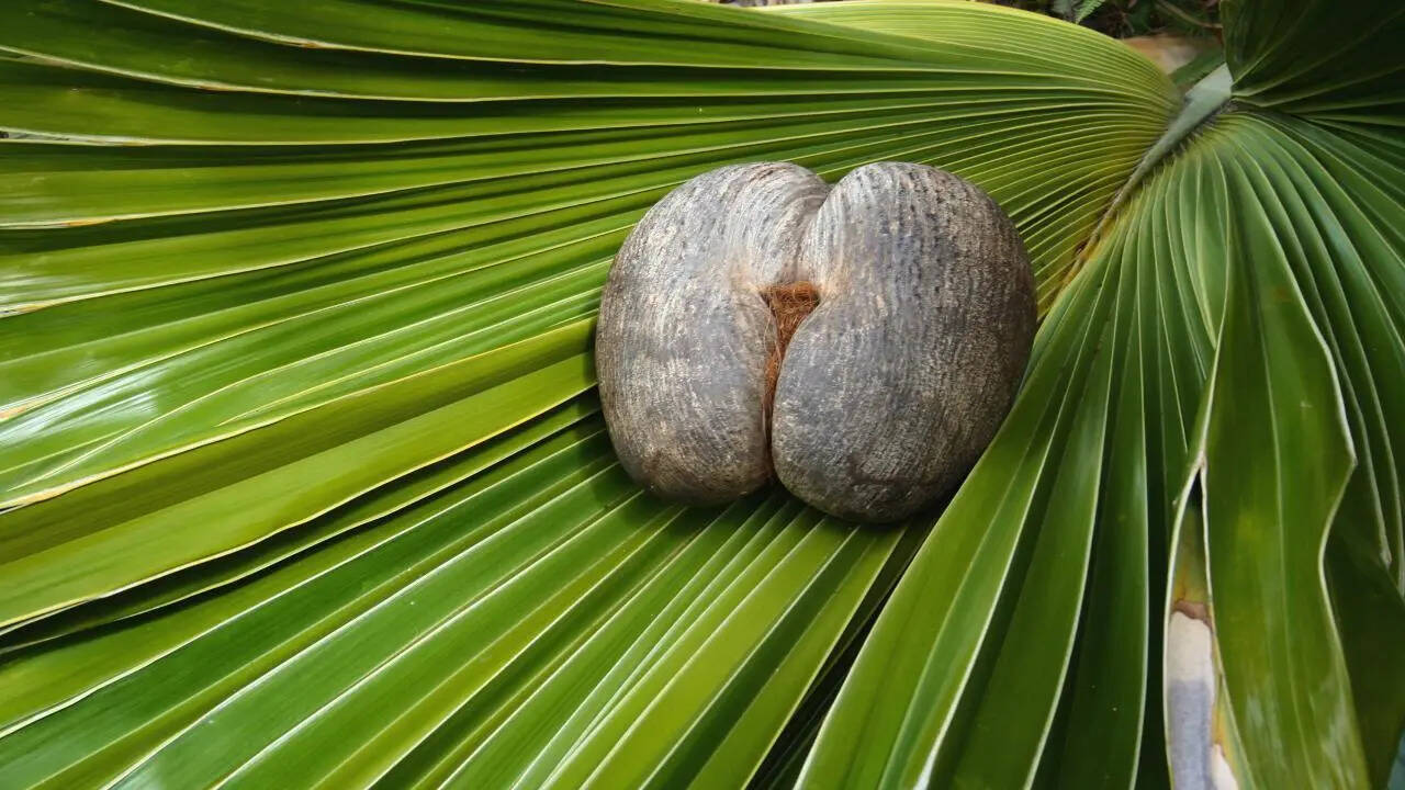coconut