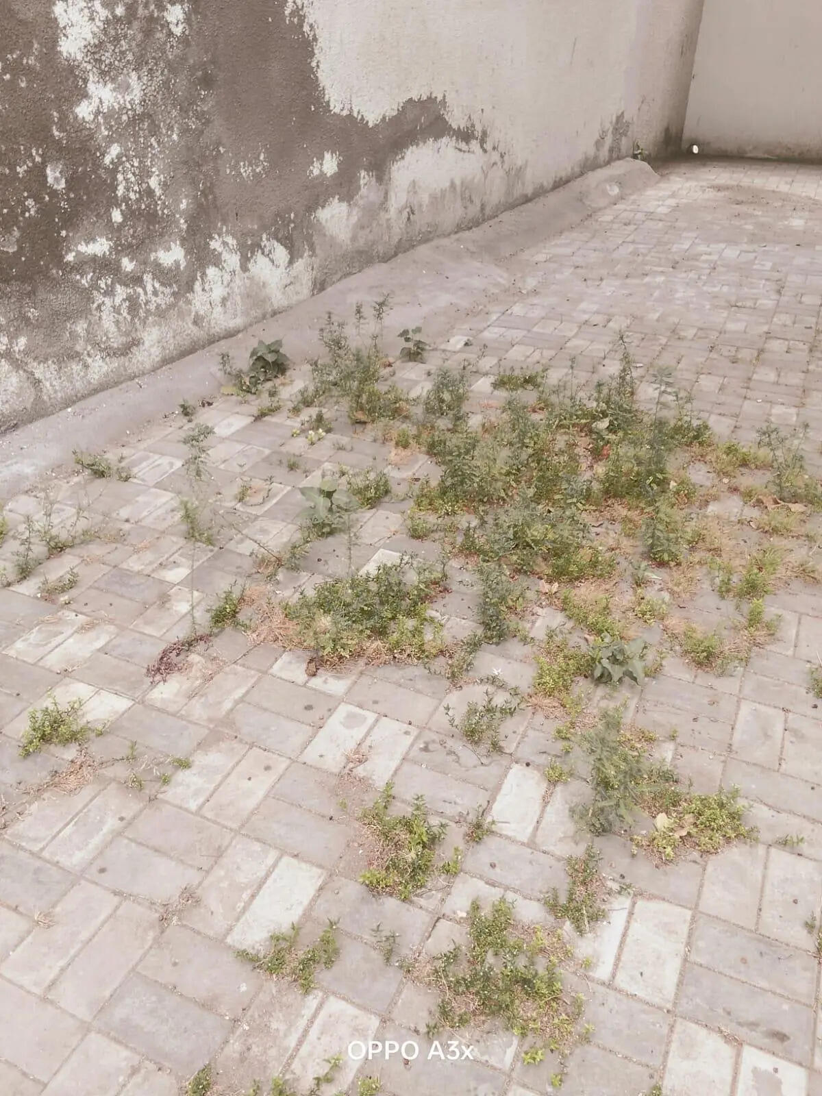 Sardar Patel school (current condition) (1).jpeg