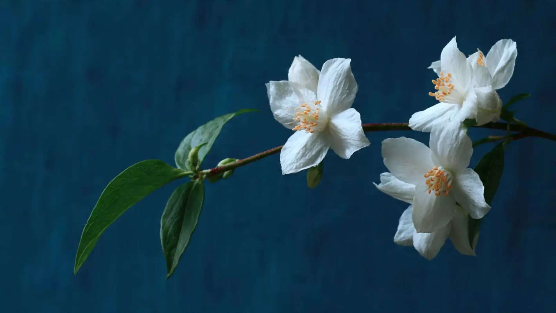 Maa Kushmanda_Jasmine flowers