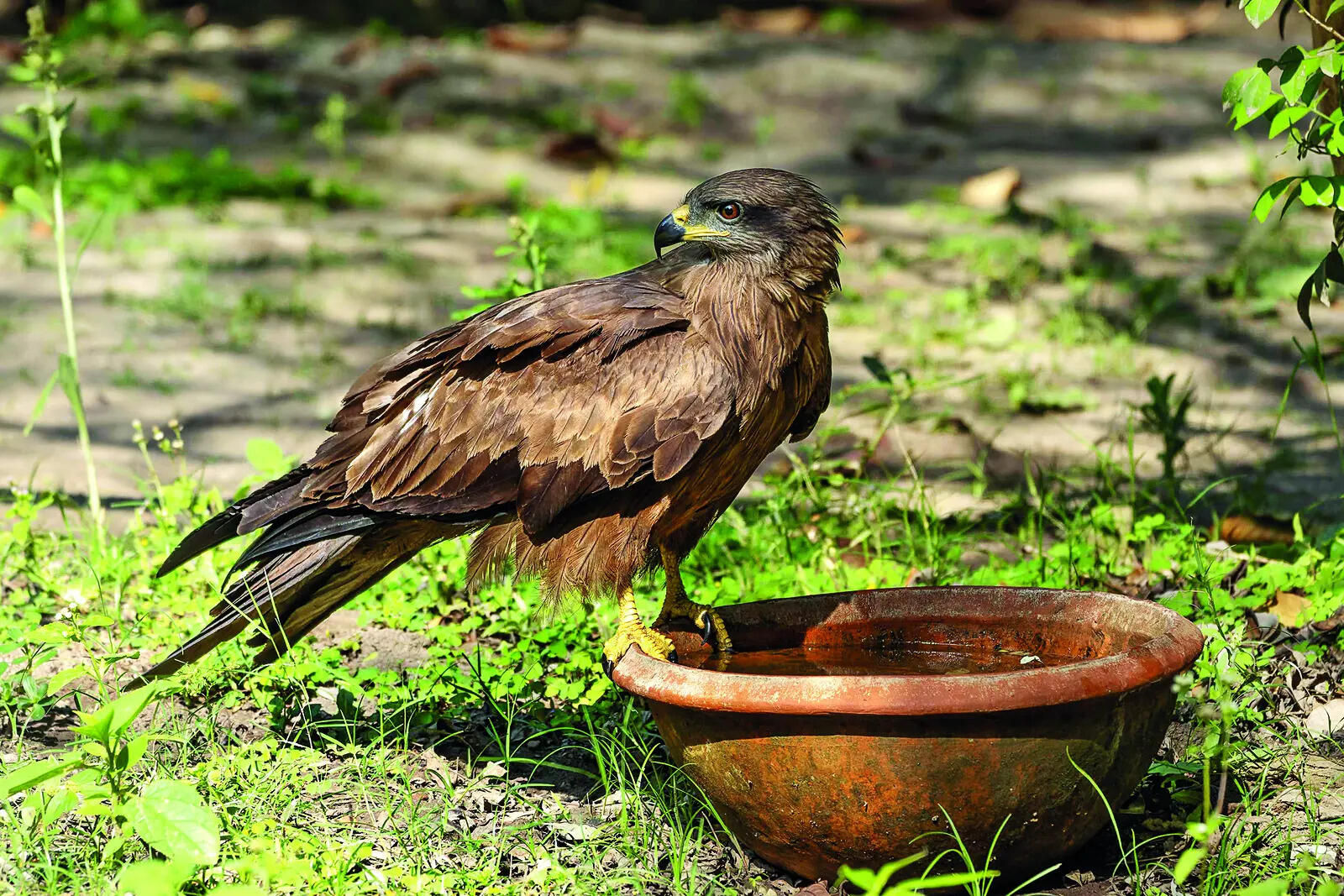 P2_SS_Black Kite