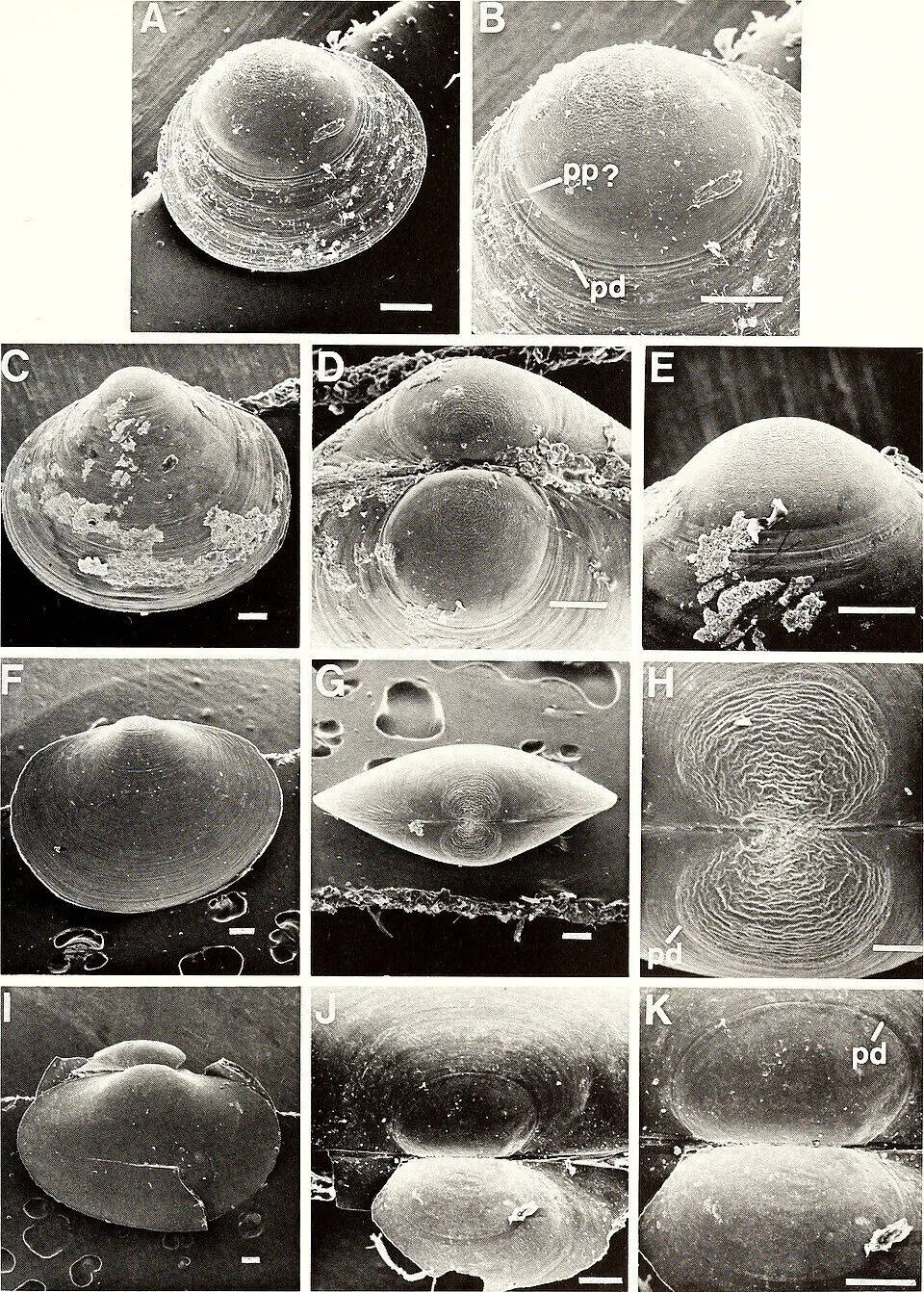 American_malacological_bulletin_(1986)_(17968322958)