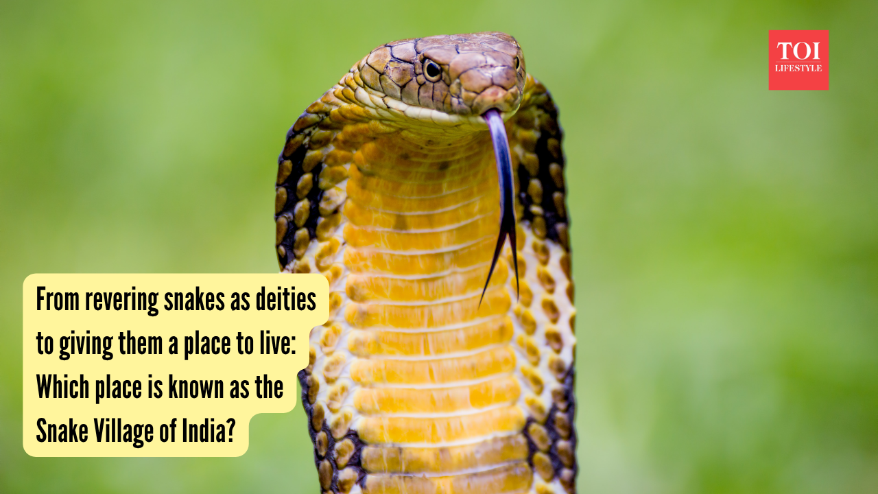 From revering snakes as deities to giving them a place to live Which place is known as the Snake Village of India