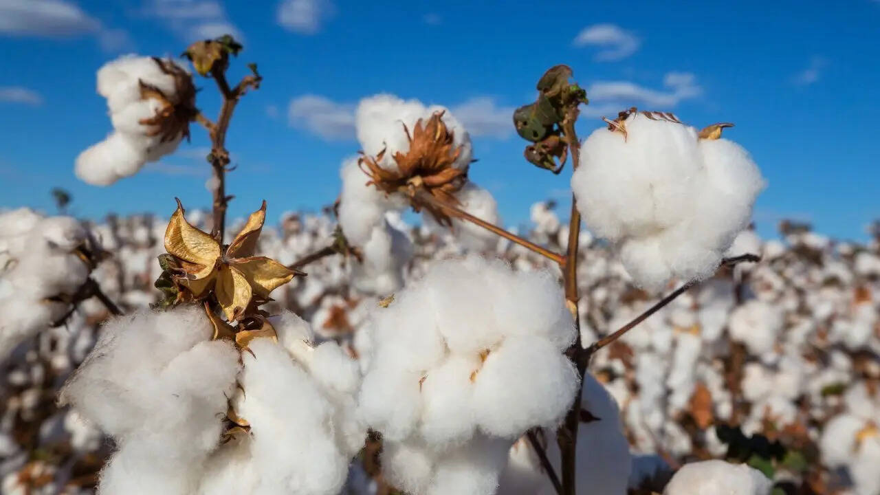 cotton