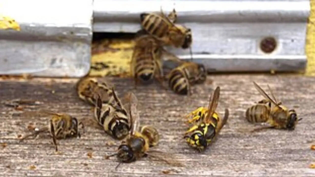Bees have 5 eyes: 7 surprising facts about bees that feel unbelievable but are true