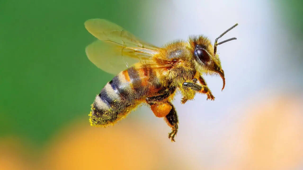 Bees have 5 eyes: 7 surprising facts about bees that feel unbelievable but are true
