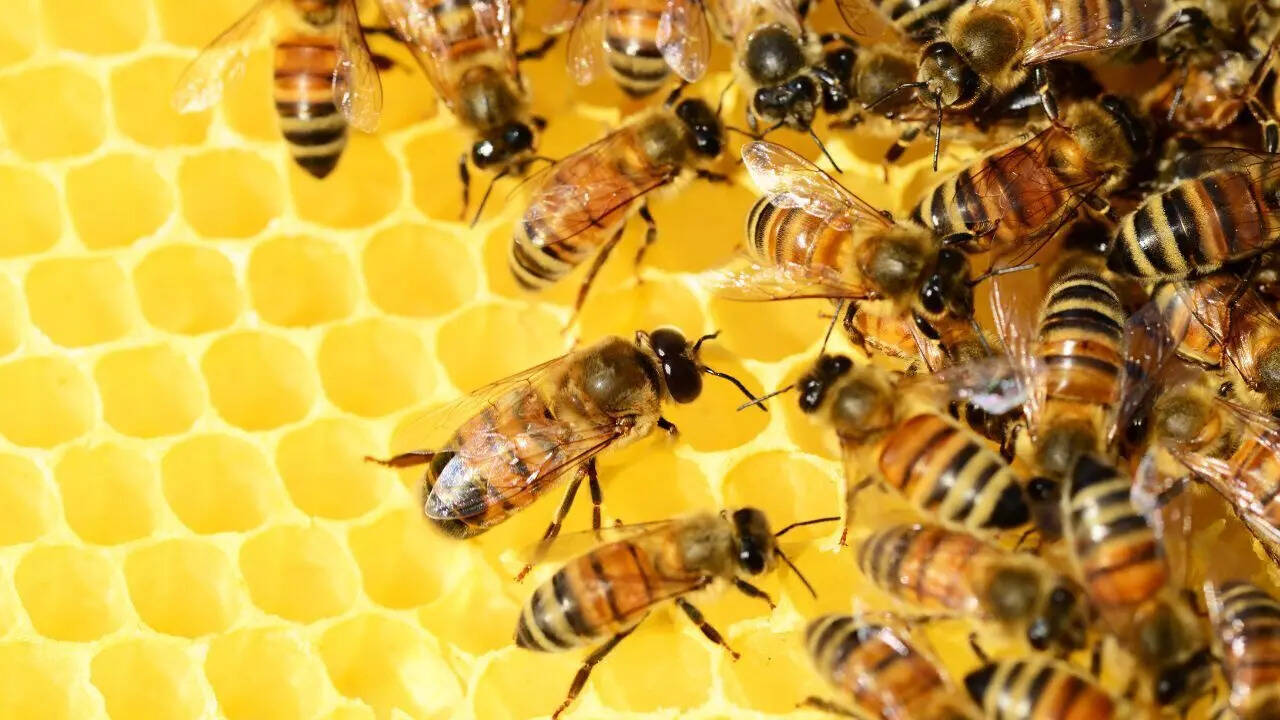 Bees have 5 eyes: 7 surprising facts about bees that feel unbelievable but are true