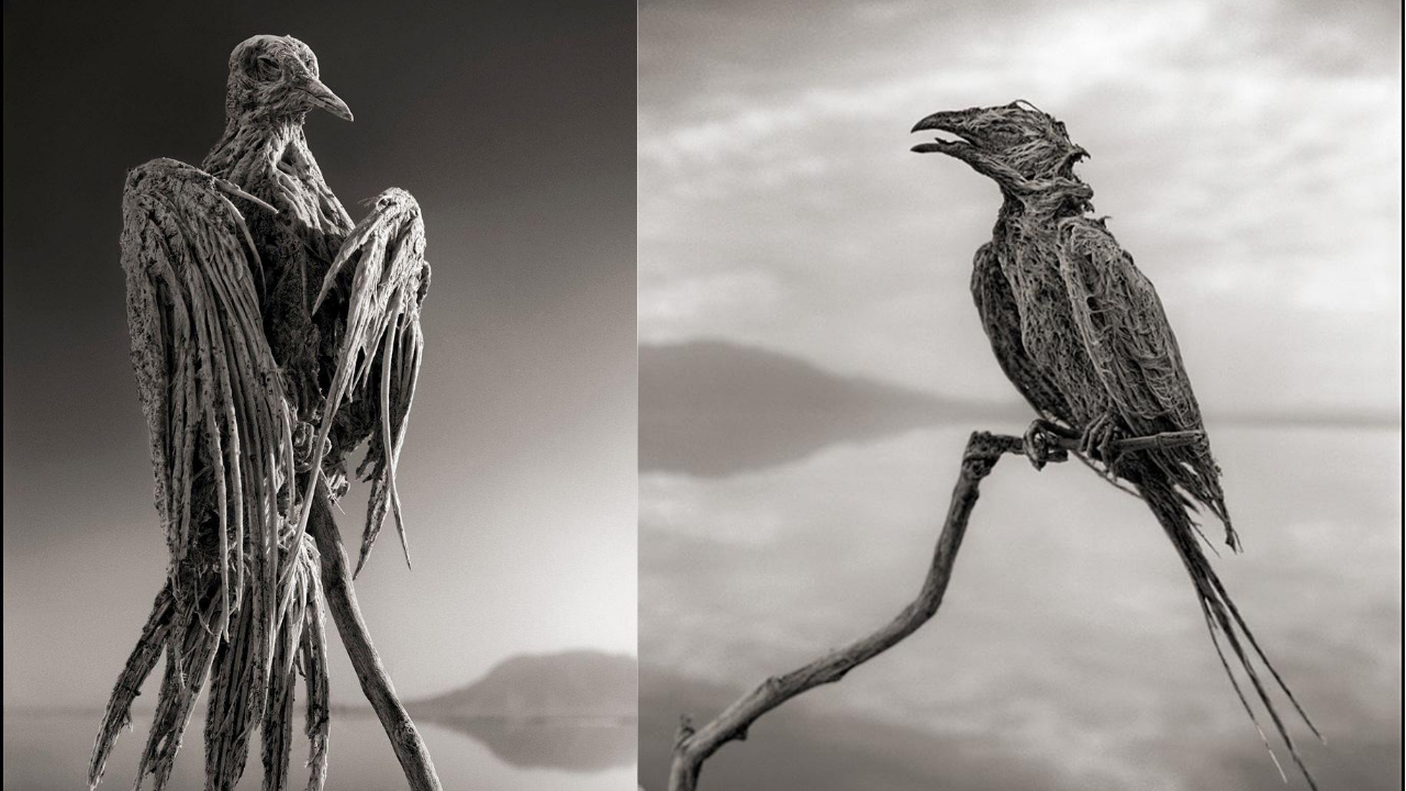 The dead lake: This Tanzanian lake can turn dead animals into stone-like statues
