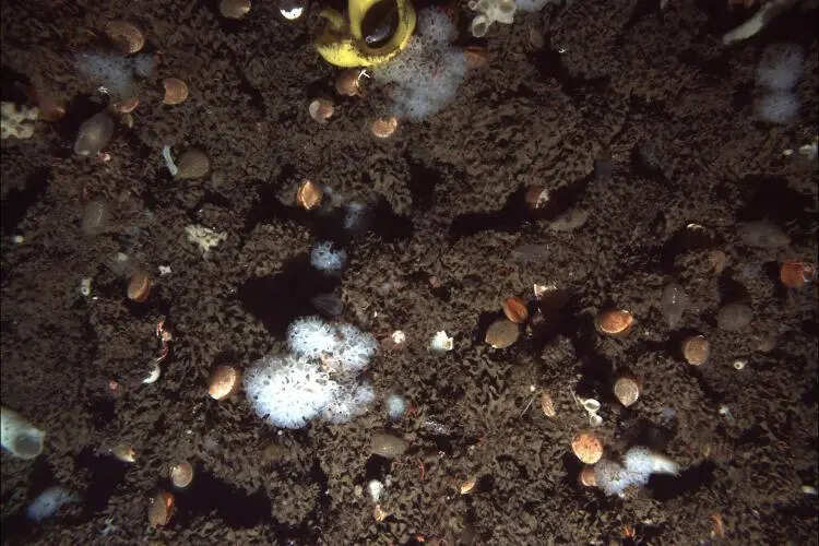 living-glass-sponge-2021-expedition
