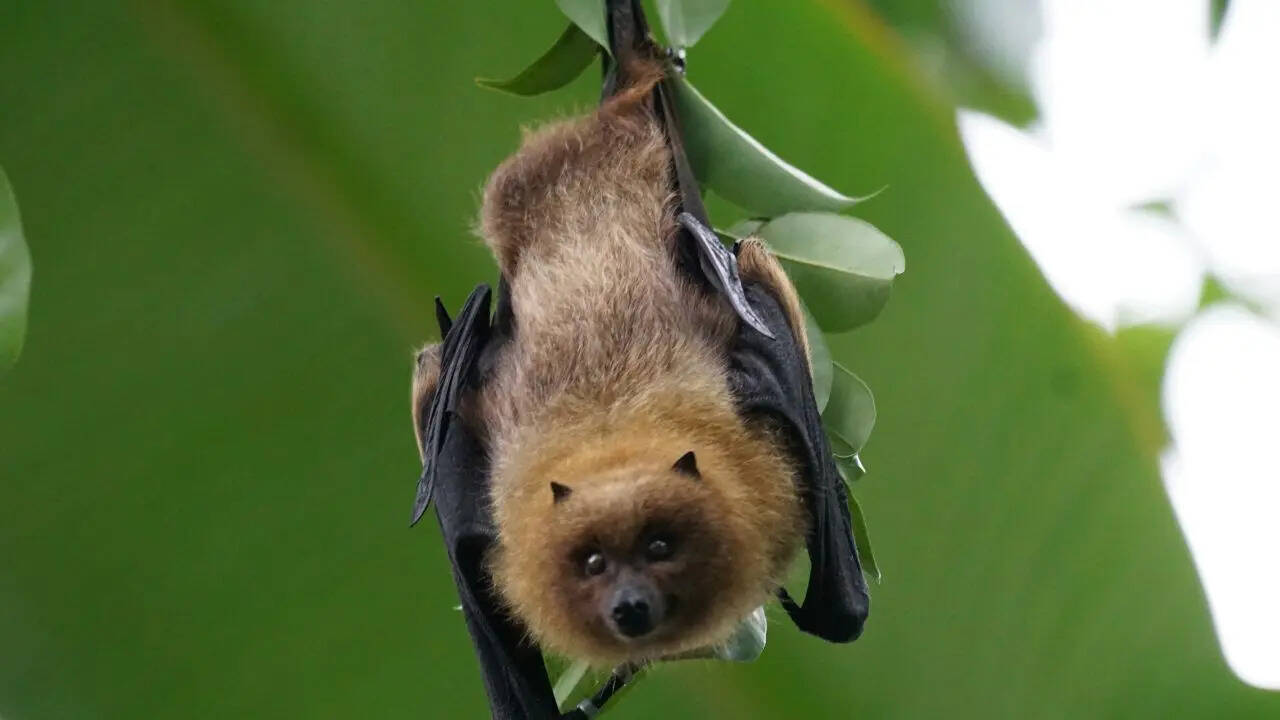 Bats