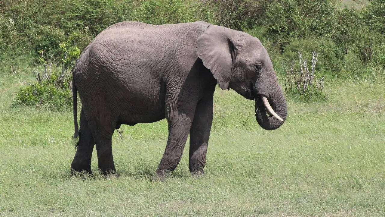 Elephants