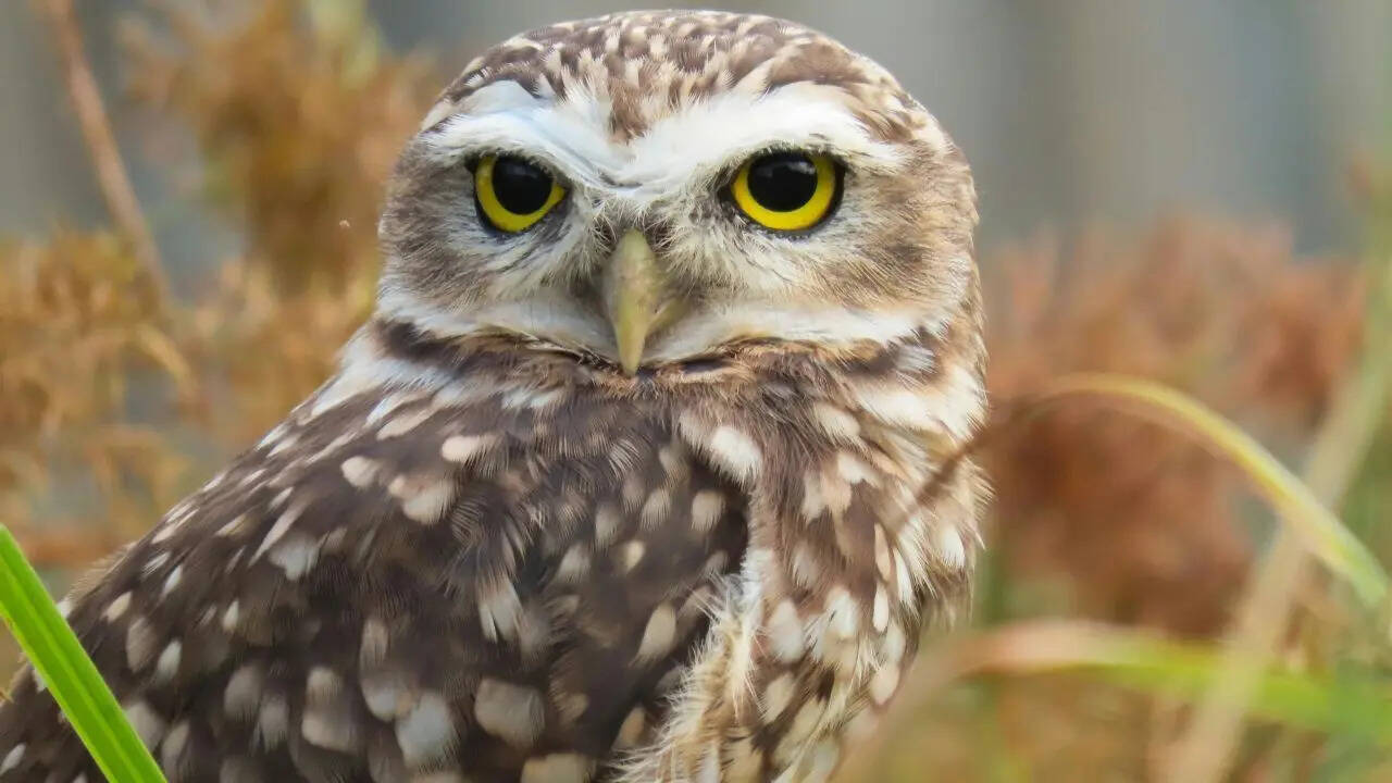 3 Owls