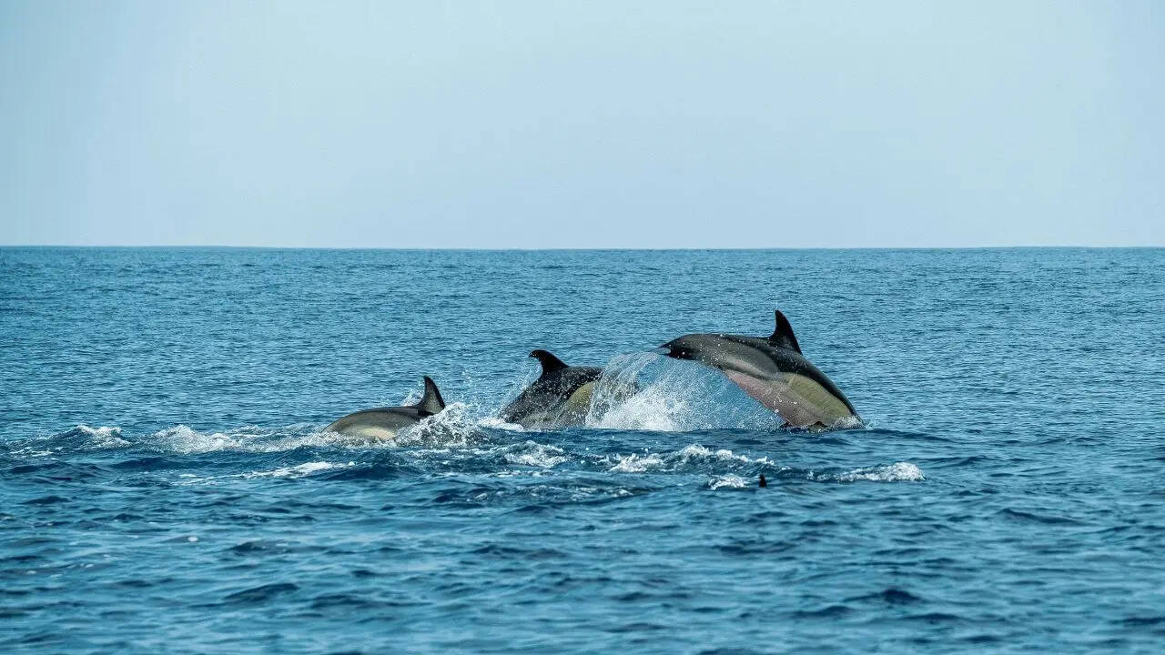 Dolphins