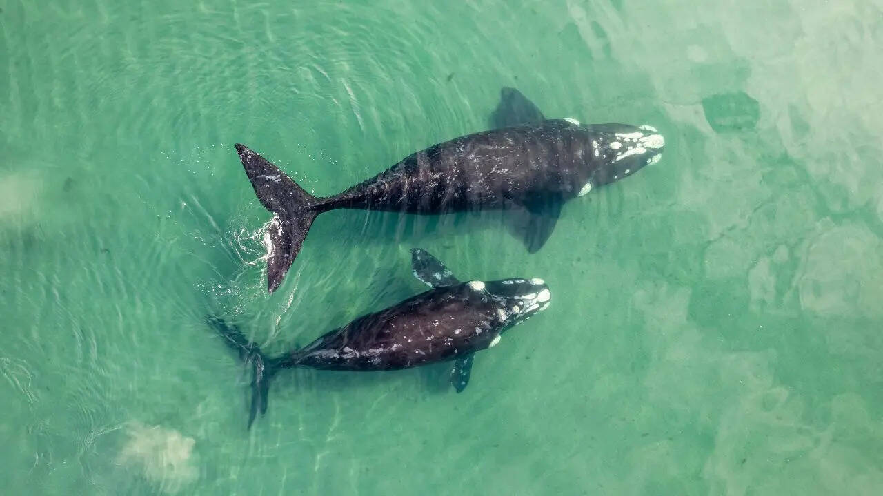 Whales