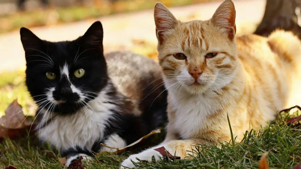 Cats