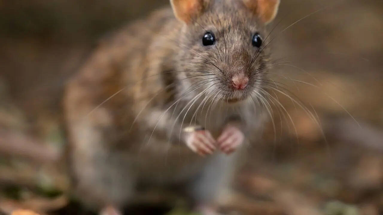 Rats