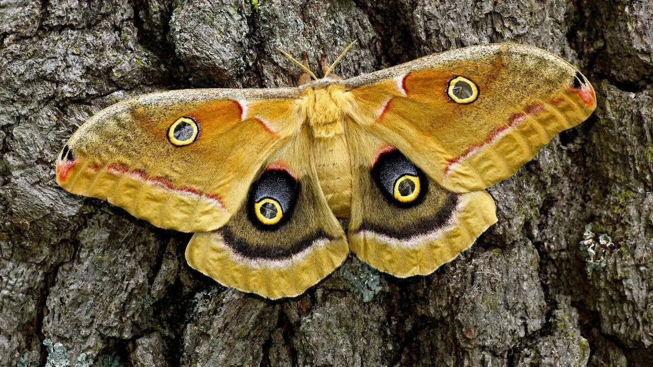 Moths