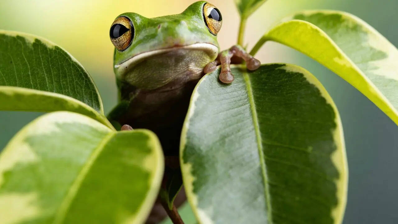 Frogs
