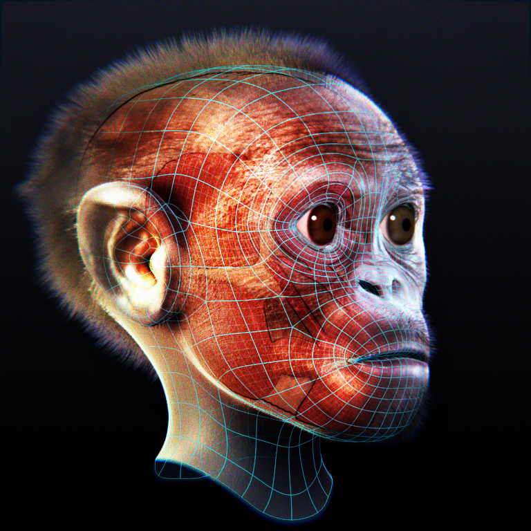 Taung_child_-_Skin_and_Muscles