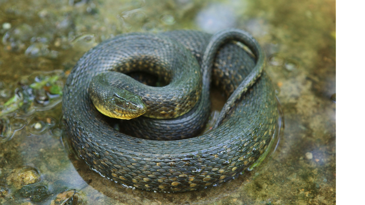 Mississippi River — Mississippi Green Water Snake