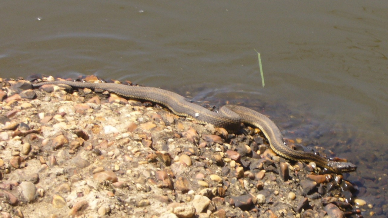 Gulf Islands National Seashore :Gulf Salt Marsh Snake