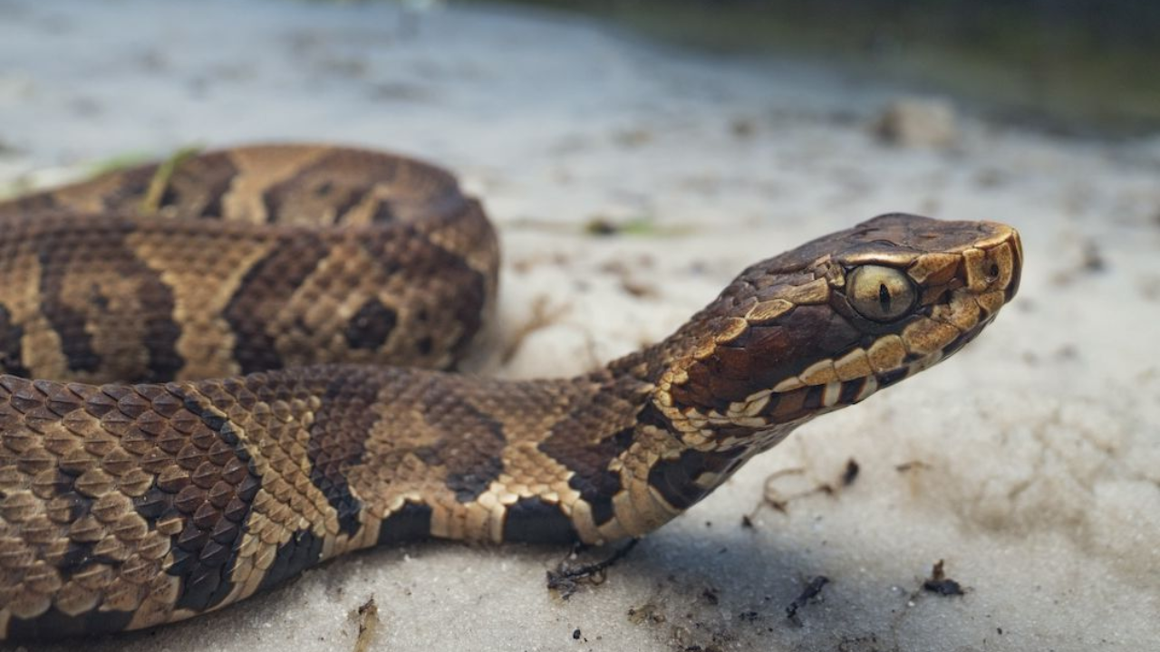 Enid Lake: Cottonmouths