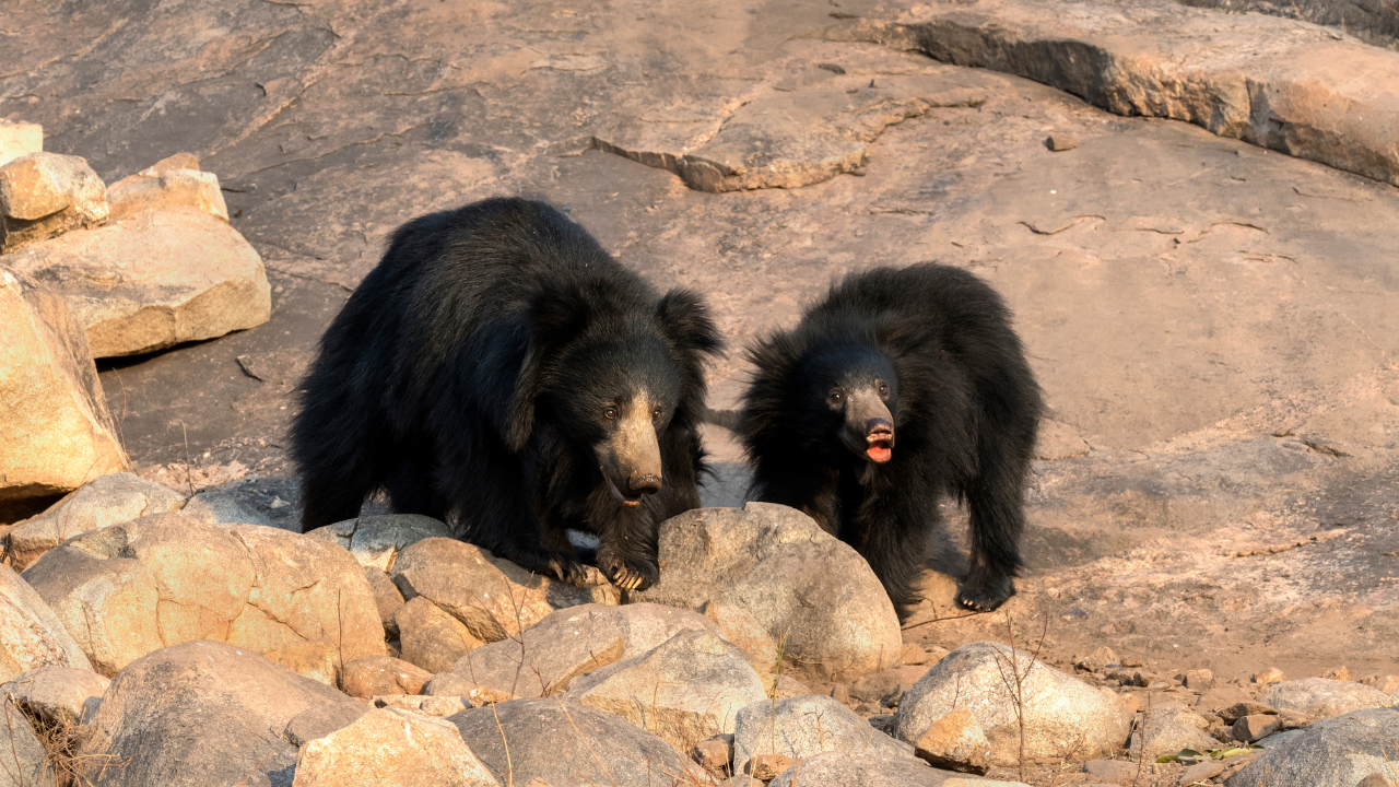 sloth bear