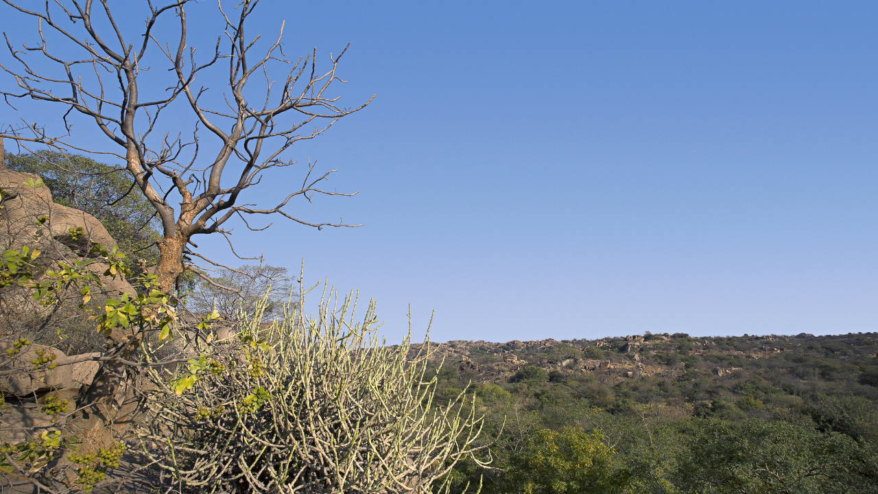 Sloth bear sanctuary