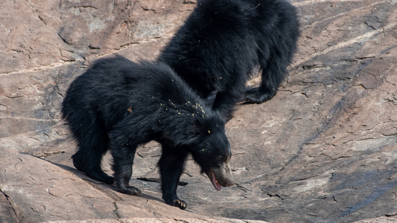 sloth bear