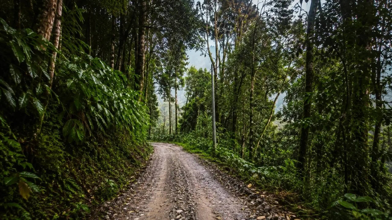 A trail inside a forest - AI generated A trail inside a forest - AI generated