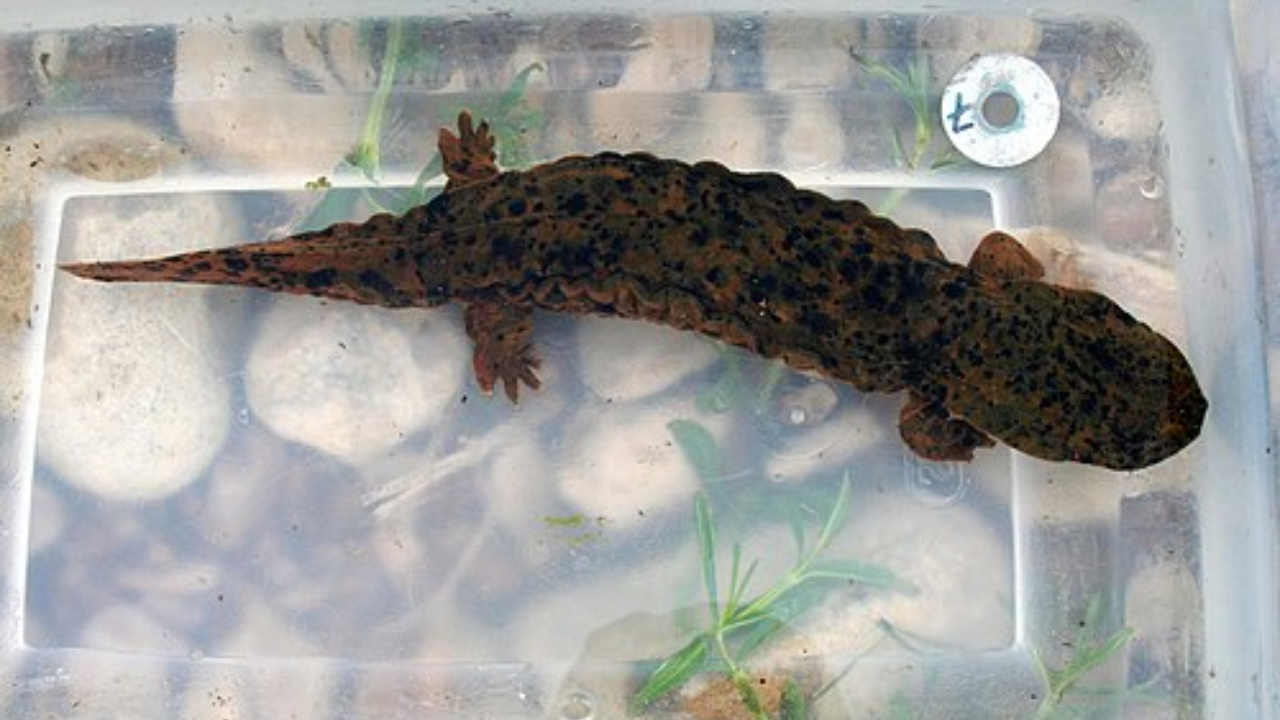 Ozark Hellanbender