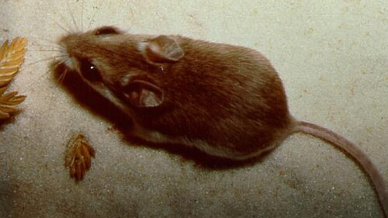 Alabama mouse