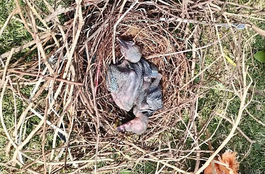 9f9bf241-258d-471c-987c-cd291fa04b86_27.05.2026_BGP_Photo-3-_Hundreds_Of_Ganga_Myna_Birds_Dies_Nesting_Places_Destroyed_In_Two_Days_Cyclonic_Storm.jpeg