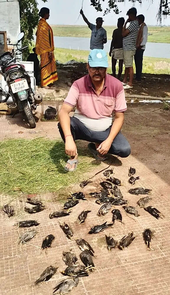 516fdf58-6e23-42ff-9b62-fc13d69437af_27.05.2026_BGP_Photo-1-_Hundreds_Of_Ganga_Myna_Birds_Dies_Nesting_Places_Destroyed_In_Two_Days_Cyclonic_Storm.jpeg