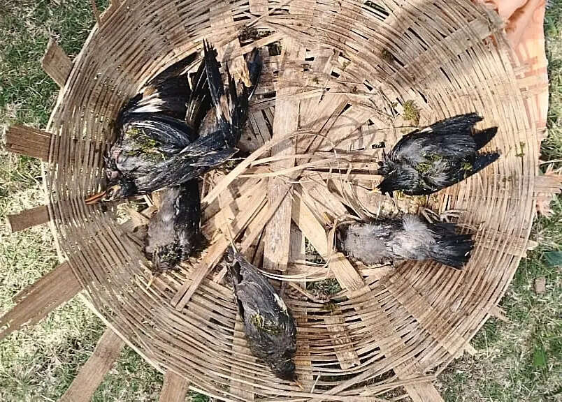 2d4cb88d-8dcb-4ba5-99ba-72c3ed6e9c9f_27.05.2026_BGP_Photo-2-_Hundreds_Of_Ganga_Myna_Birds_Dies_Nesting_Places_Destroyed_In_Two_Days_Cyclonic_Storm.jpeg