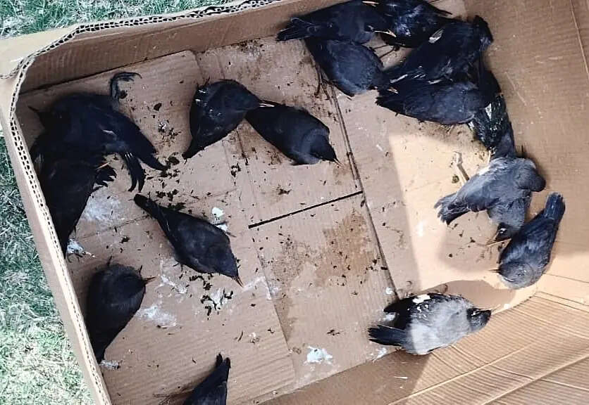 8aee5680-7dc2-4e06-b0f7-e9ac1549b73f_27.05.2026_BGP_Photo-4-_Hundreds_Of_Ganga_Myna_Birds_Dies_Nesting_Places_Destroyed_In_Two_Days_Cyclonic_Storm.jpeg