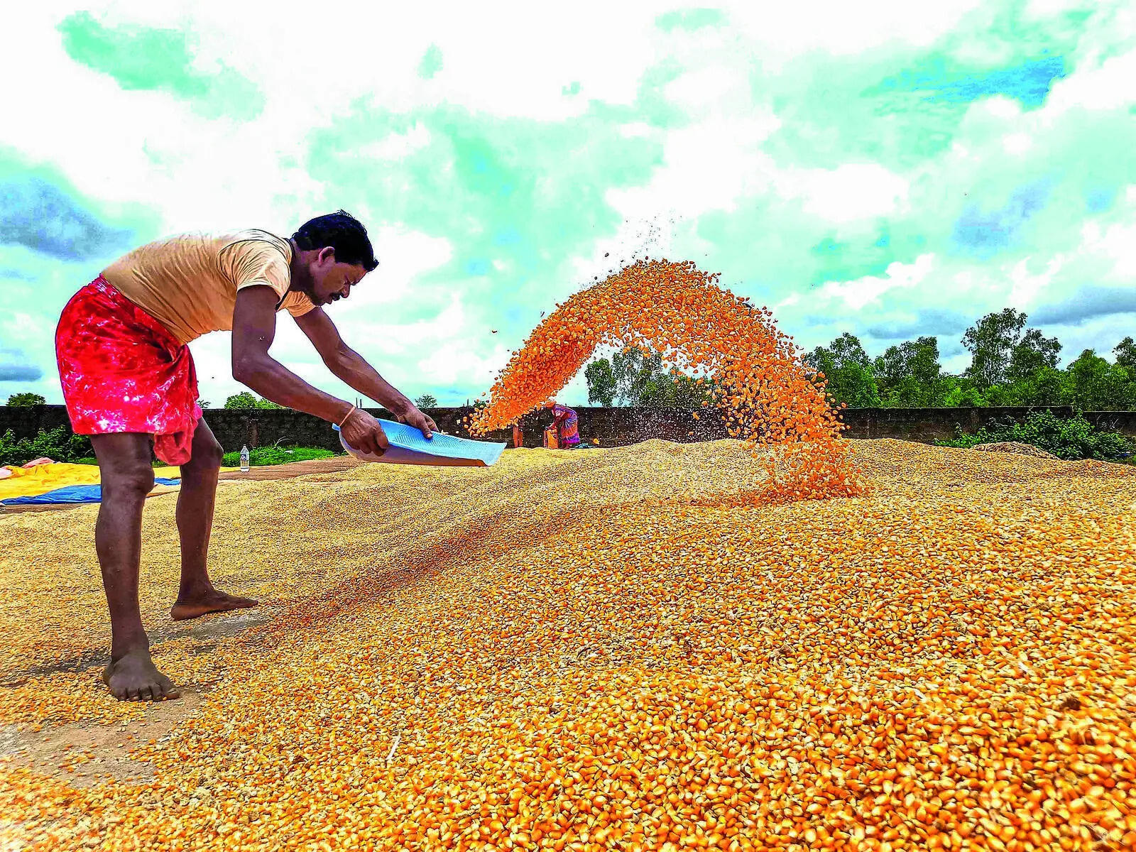 maize.jpg